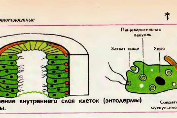 Kraken вход kraken torion