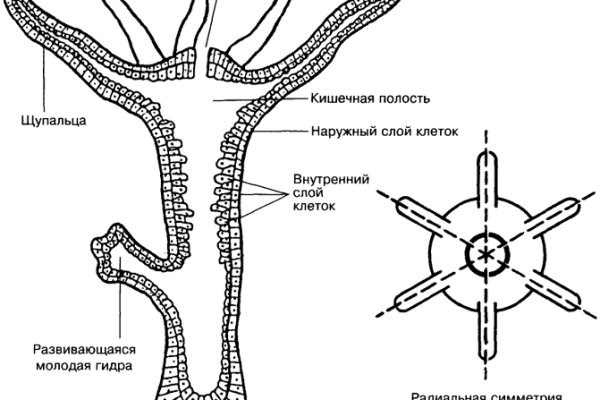 Kraken актуальные зеркала krakentor site