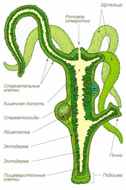 Кракен через браузер